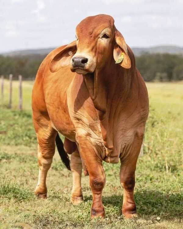 26 month old Red Brahman Bull Heifer