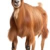Goat (Buck)