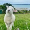 Sheep(Lamb)