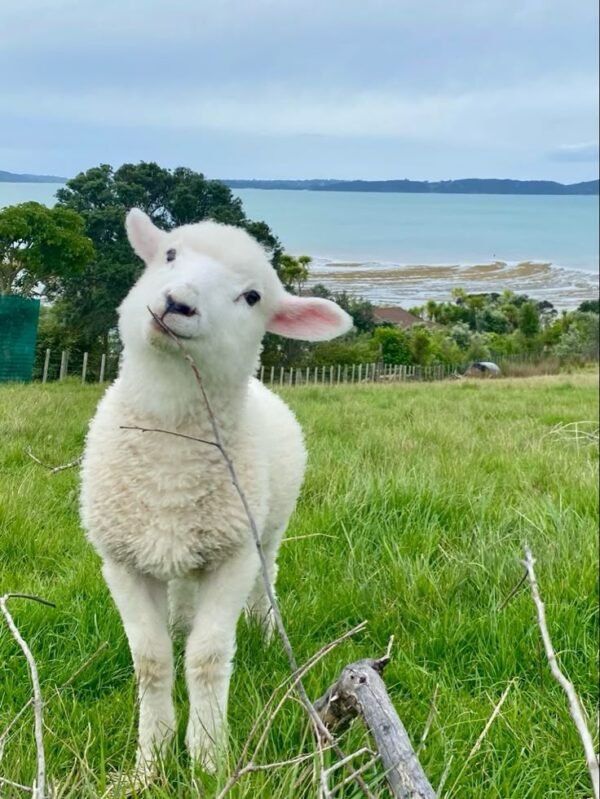 Happy lamb at O-Manawatere Sheep(Lamb)