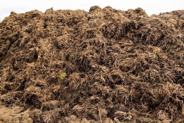 COW MANURE