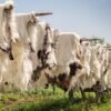 SHEEP LEATHER