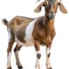 Goat (Buck)