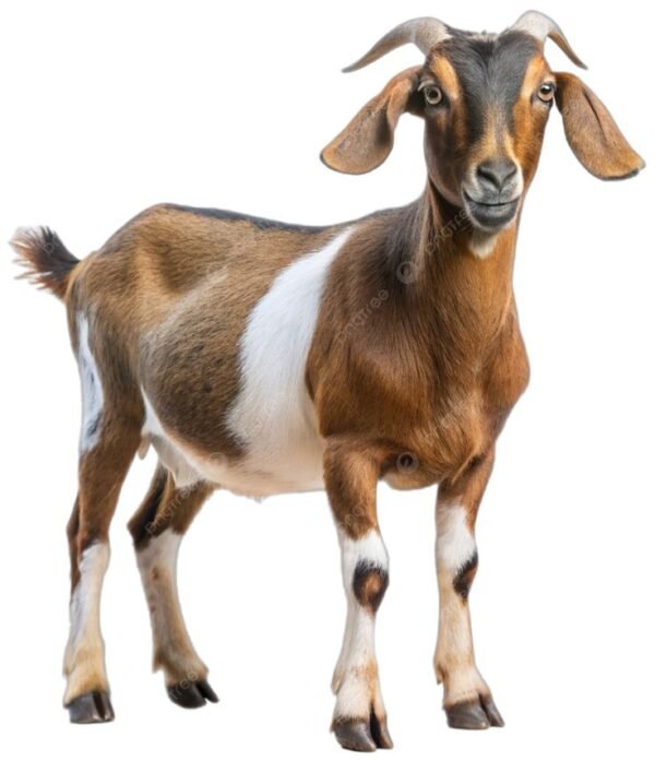 Nubian Goat, Goat, Goats PNG Transparent Image and Clipart for Free Download Goat (Buck)