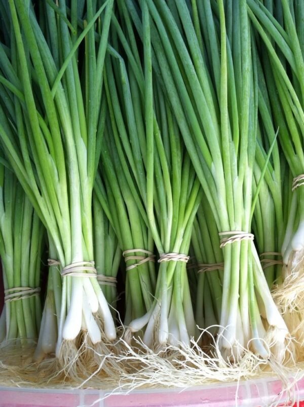 SPRING ONION