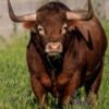 COW LEATHER