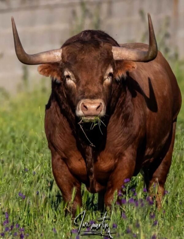 Bull(Strong Male adult)