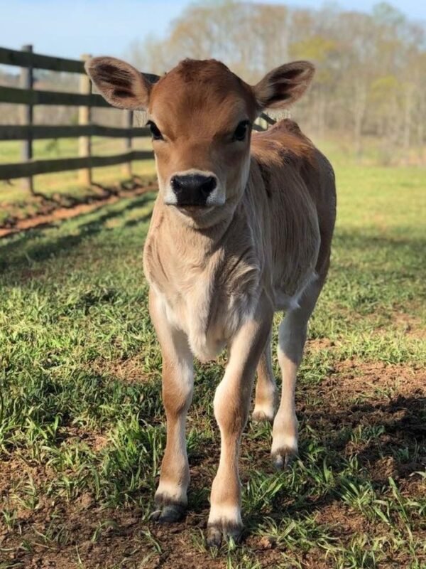 calf 1 Calves(Baby cows)
