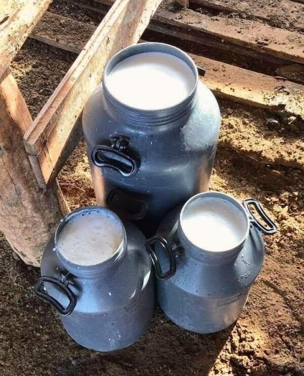 cow milk Goat Milk