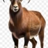 Goat (Buck)