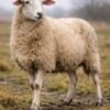 SHEEP LEATHER