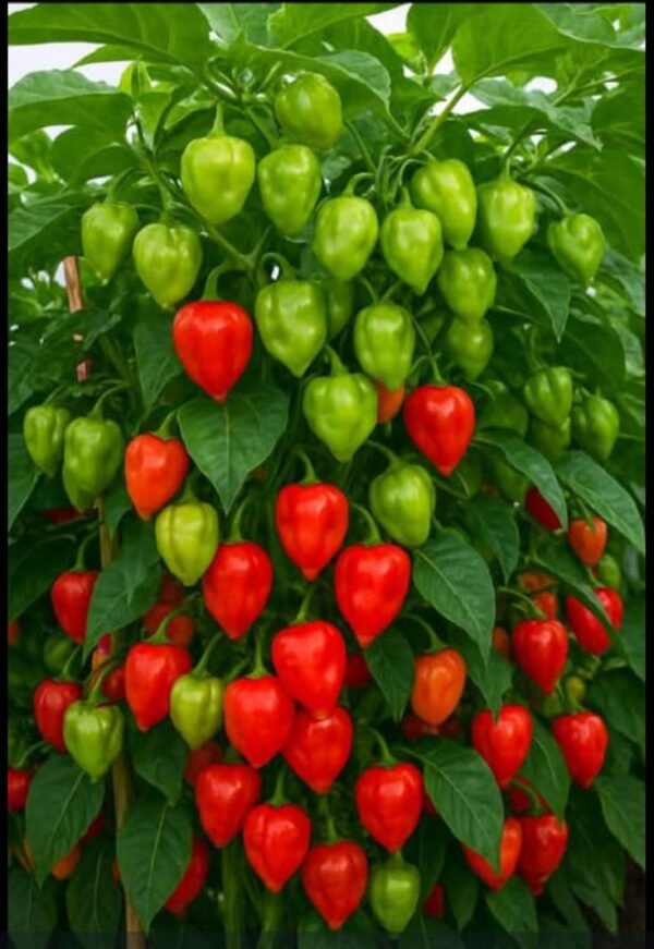 download (10) PEPPER