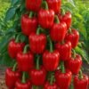 BELL PEPPERS