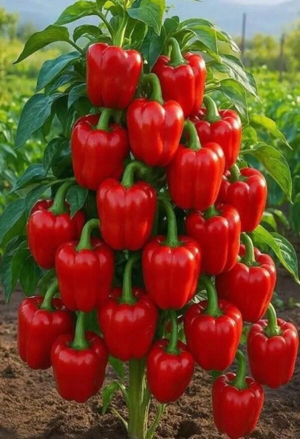 BELL PEPPERS