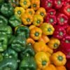 BELL PEPPERS
