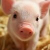 Pig(Piglet)
