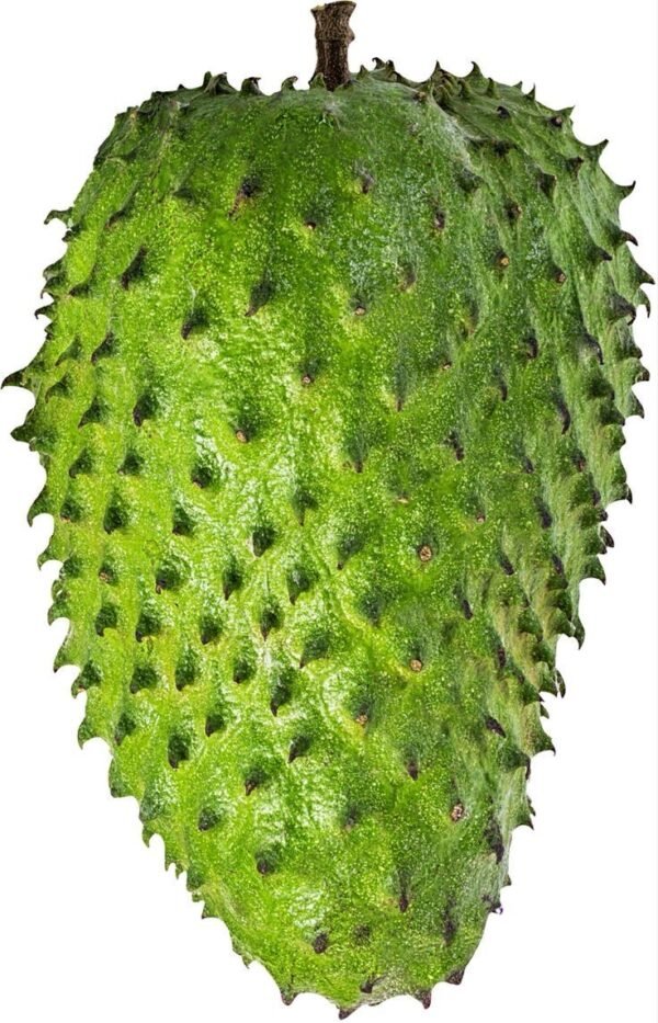 download (2) PEAR (Copy)
