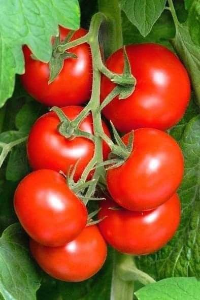 download (3) TOMATOES