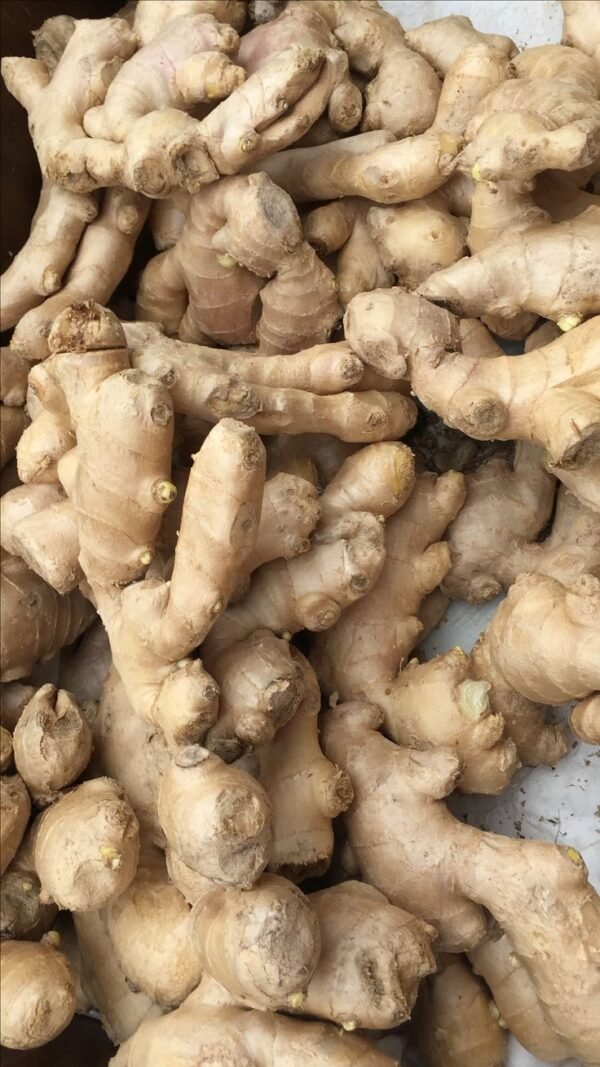 download (9) GINGER