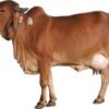 COW MANURE