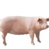 PIG MANURE