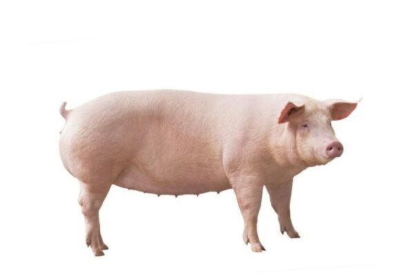 PIG MANURE