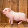 Pig(Piglet)