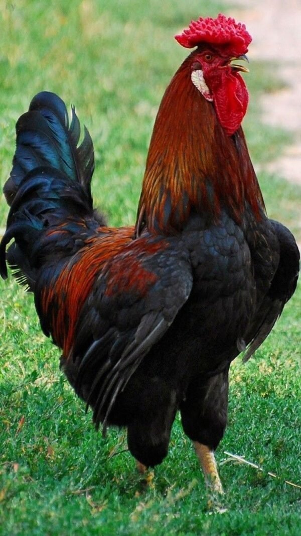 CHICKEN(Cock)