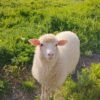 Sheep(Lamb)