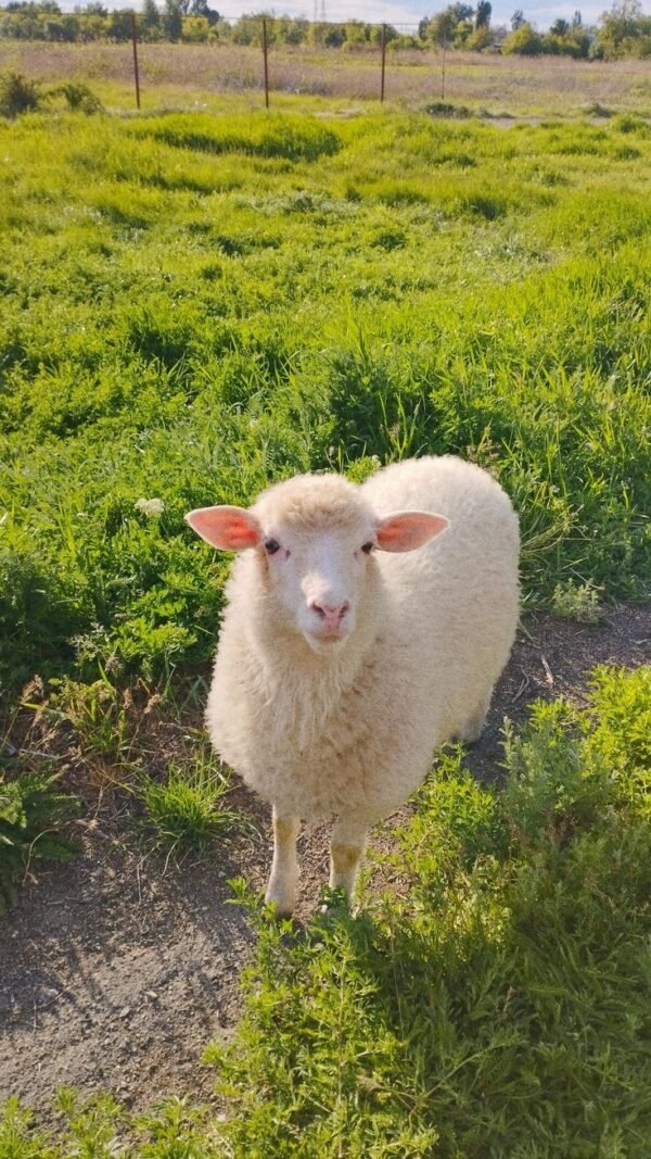 ihy Sheep(Lamb)