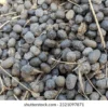 SHEEP MANURE