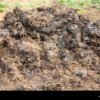 PIG MANURE