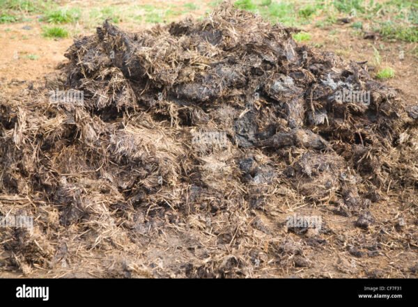 PIG MANURE
