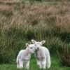 Sheep(Lamb)